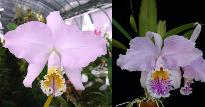Cattleya mossiae concolor 'Rio' x mossiae tipo