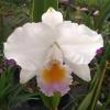 Cattleya quadricolor semi-alba suave ('Okamoto' x 'Vasques')
