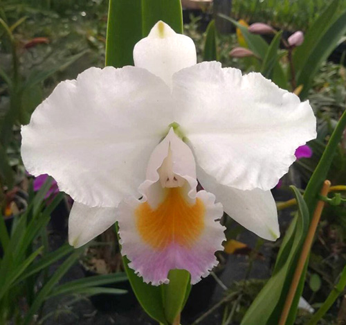 Cattleya quadricolor semi-alba suave ('Okamoto' x 'Vasques')