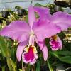 Cattleya mossiae tipo 'Pelotas' x 'Cavacano'