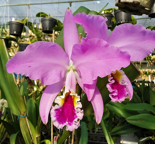 Cattleya mossiae tipo 'Pelotas' x 'Cavacano'