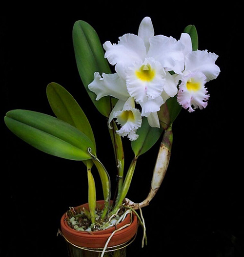 Brassocattleya Pastoral 'Innocence'