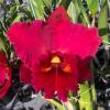 Rhyncholaeliocattleya Taiwan Chief Wine 'Van Gogh'