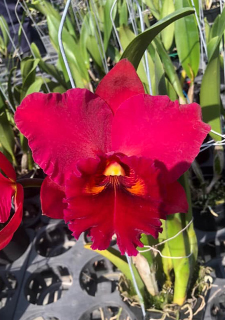 Rhyncholaeliocattleya Taiwan Chief Wine 'Van Gogh'