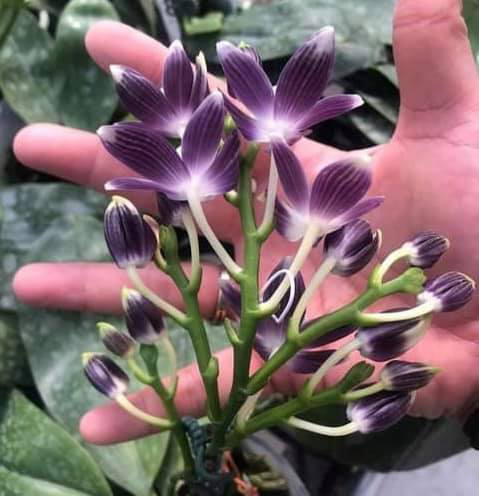 Phalaenopsis speciosa blue