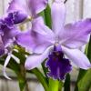 Laeliocattleya Mary Elizabeth Bohn 'Royal Flare'