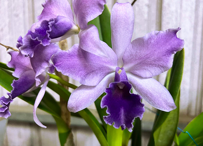 Laeliocattleya Mary Elizabeth Bohn 'Royal Flare'