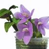 Dendrobium Mingle's Sapphire 1182 x cuthbertsonii red Japan