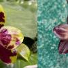 Phalaenopsis (Yaphon Image x Fusheng Beauty Star) x Mituo Purple Dragon '#43'