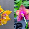 Phalaenopsis Mituo Gelb Eagle 'Y-1' x Mituo Love 'Rainbow-520'