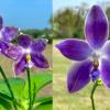 Phalaenopsis (YangYang Blue Flash x YangYang Blue Dance)