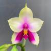 Phalaenopsis bellina SWR x self