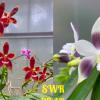 Phalaenopsis Su's Little Star (Meen Estrella x speciosa coerulea)