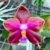Phalaenopsis SWR Gigan Cherry 'Dawn'