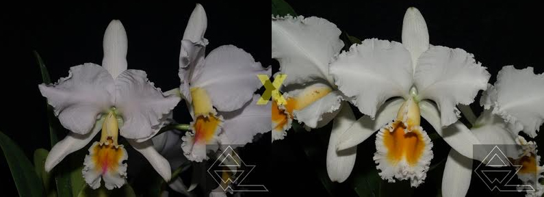 Cattleya percivaliana (albescens 'Caracas' x alba 'Labelo Dourado')