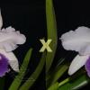 Cattleya warscewiczii coerulea ('La Floresta' x 'Deep Blue')