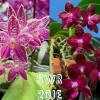 Phalaenopsis SWR Wild Champagne 'Fireworks' x SWR Gigan Cherry 'SWR Ruby'