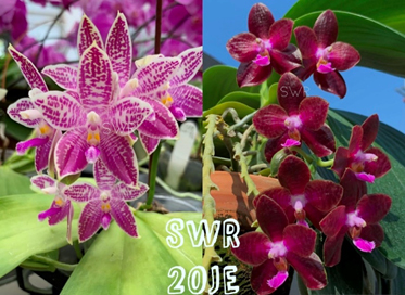 Phalaenopsis SWR Wild Champagne 'Fireworks' x SWR Gigan Cherry 'SWR Ruby'