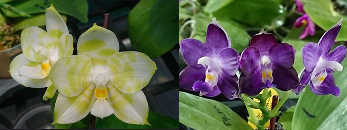 Phalaenopsis Mituo Golden Tiger 'Green Tiger' x Mituo Purple Dragon 'Blue Whale'