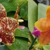 Phalaenopsis Giant Passion x Zheng Min 'Hazel'