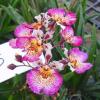Oncidium (Tolumnia) Moriyama Beauty 'Sweet Dot'