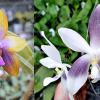 Phalaenopsis speciosa coerulea x GH King Star #16