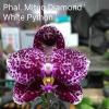 Phalaenopsis Mituo Diamond 'White Python'