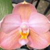 Phalaenopsis Mituo Golden Pink 'Rose Gold'