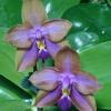 Phalaenopsis Mituo GH King Star 'UV rays'