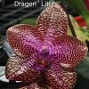 Phalaenopsis Mituo Gigan Dragon 'Litchi'