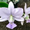 Cattleya walkeriana coerulea 'Rafael' x 'A15 Pocos de Caldas'