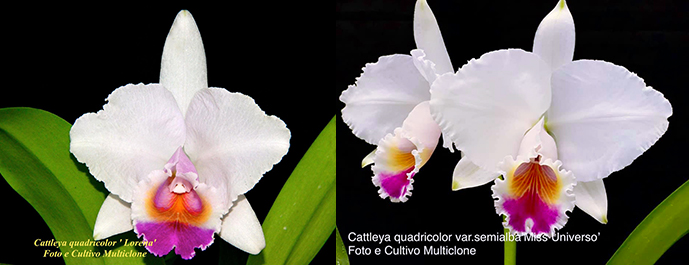 Cattleya quadricolor semi-alba 'Lorena' x 'Miss Universo'