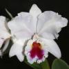 Cattleya labiata semi-alba 'Mario Arruda' x 'Garganta Escura'