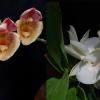 Catasetum ((J Burchett x Orchidglade) x (J Burchett x S Fuchs)) x pileatum alba