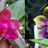 Phalaenopsis Miro Super Star '198' x (Mituo Reflex Dragon 'Bloodshot' x Mituo Princess 'Blue #9' ) #1