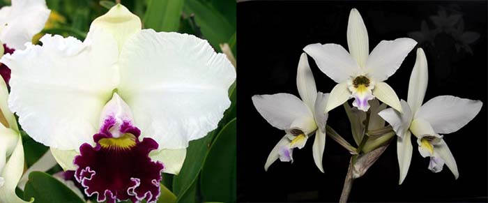 Laeliocattleya Melody An (Lc. Melody Fair 'Carol' HCC/AOS x L. anceps SanBar Oaxaquena' AM-AOS)