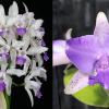 Cattleya Interglossa coerulea 'Purple Tower' BM/JOGA  x Cattleya Laura Newton 'Flair's Spots' 5827