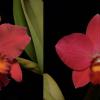 Potinara Carolina Splendor 'Aztec II’ AM/AOS 4301 x Potinara Virginia Dickey 'Diamond Orchids' AM/AOS 4399