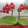 Phalaenopsis Allura 'Sanguinello'