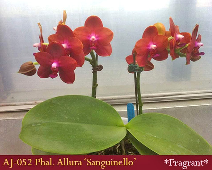 Phalaenopsis Allura 'Sanguinello'