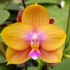 Phalaenopsis Allura 'Volta'