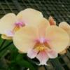 Phalaenopsis Allura 'Pleyel'