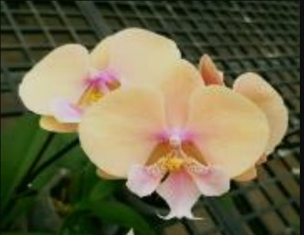 Phalaenopsis Allura 'Pleyel'