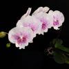 Phalaenopsis Allura 'Genie'