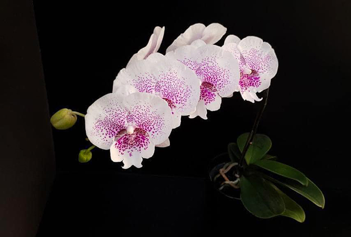 Phalaenopsis Allura 'Genie'