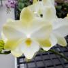 Phalaenopsis Allura 'Diamond Star'