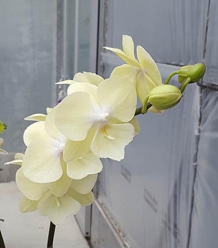 Phalaenopsis Allura 'Excalibur'