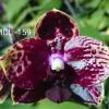 Phalaenopsis (Diamond Beauty '1202' x Mituo Reflex Dragon 'B-1')