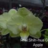 Phalaenopsis Shih-hua Green Apple