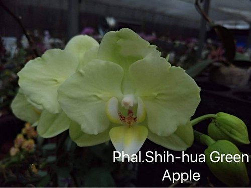 Phalaenopsis Shih-hua Green Apple